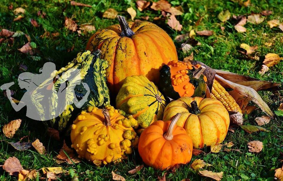 La Zucca [Officina dell'essenziale]