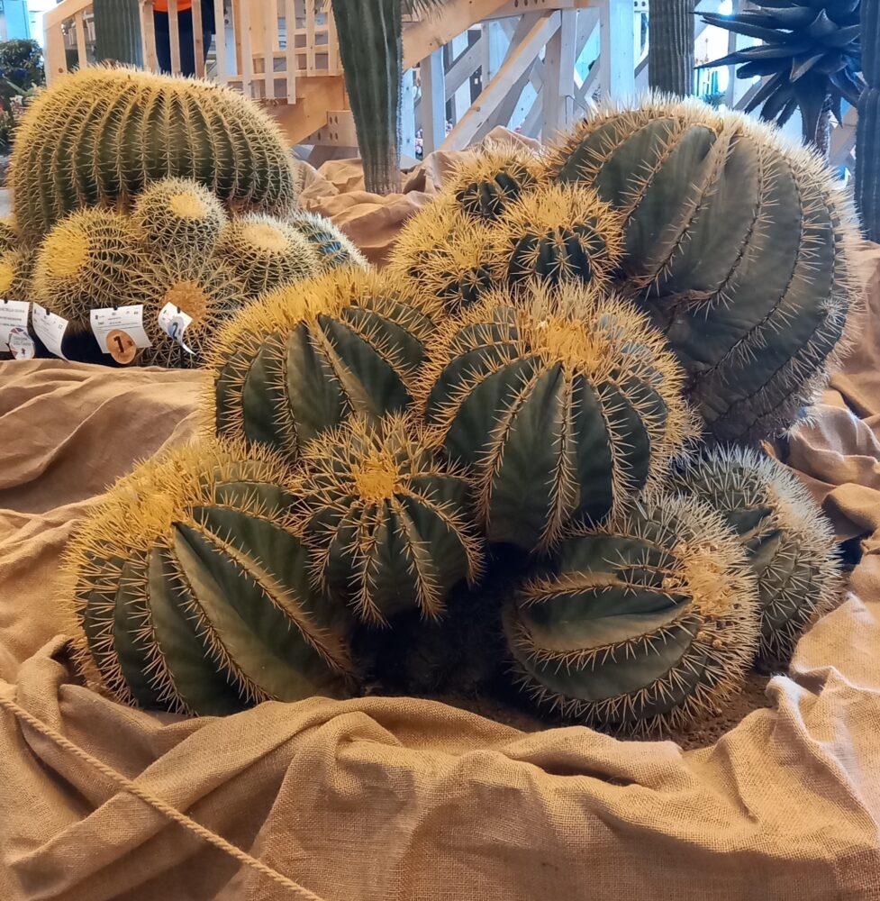 euroflora 2025