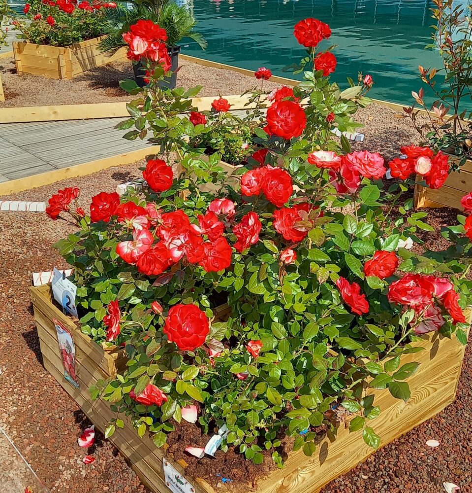 euroflora 2025