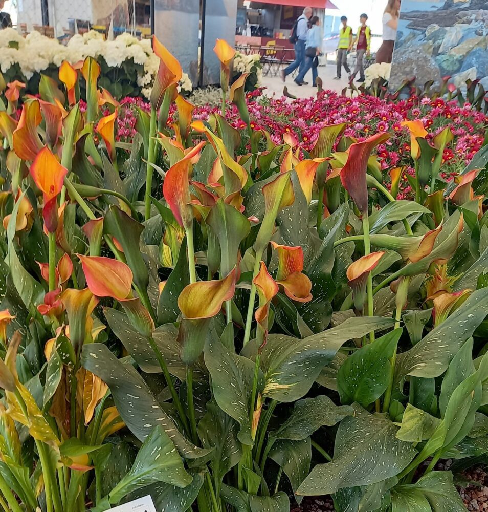 euroflora 2025