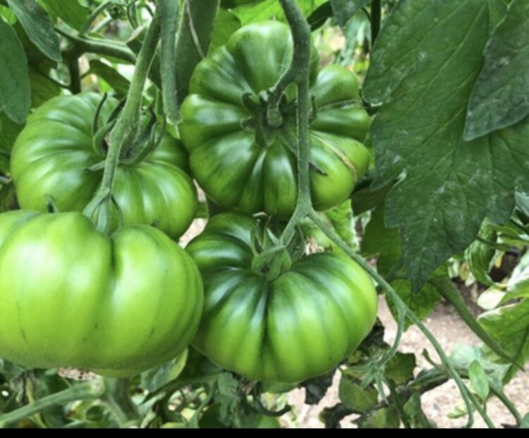 Pianta di pomodori verdi