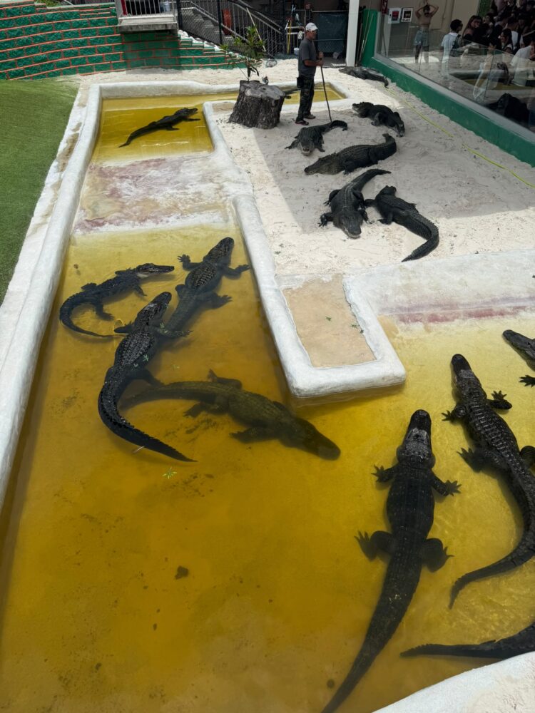 Vasca con alligatori a everglades a Miami